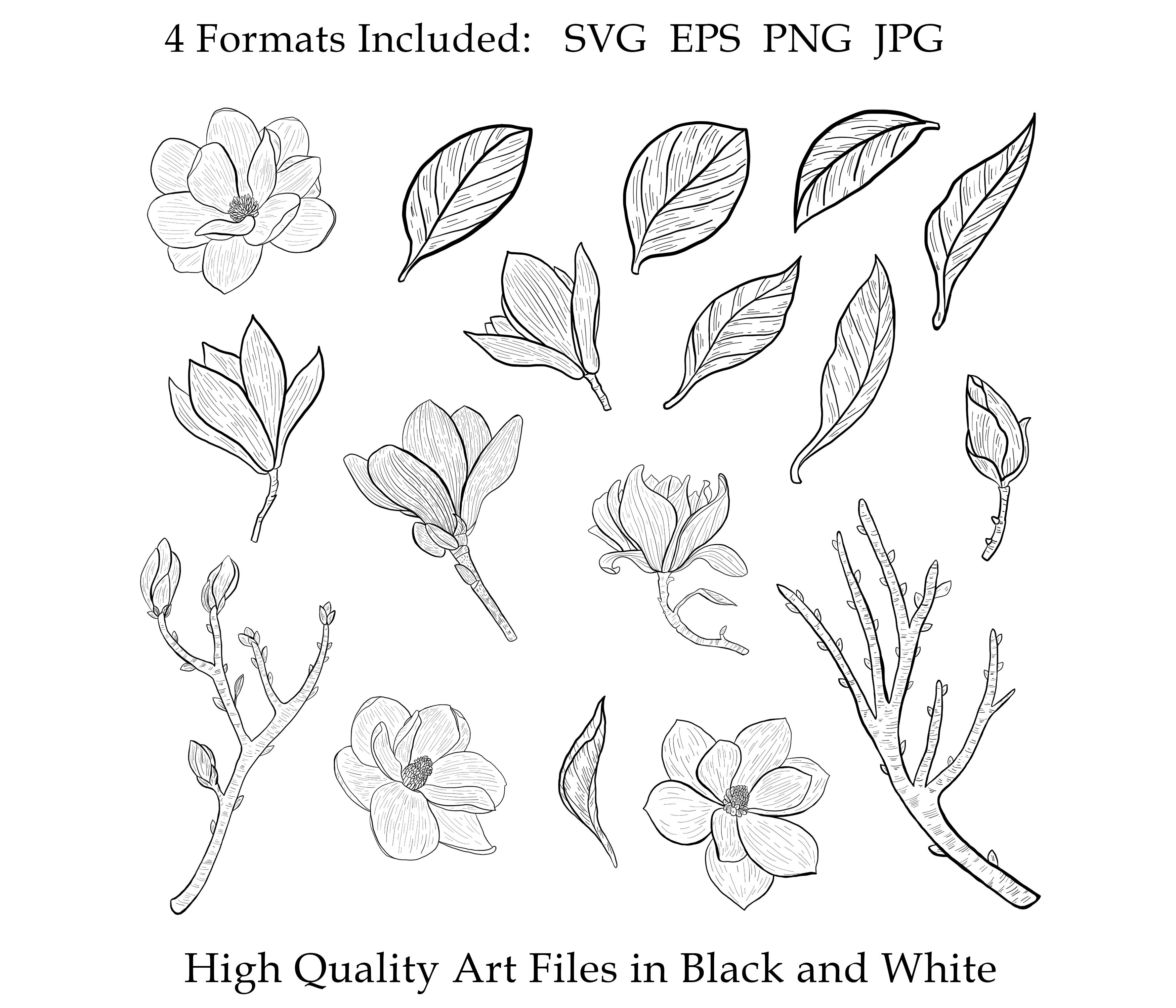 Magnolia Clipart svg, Floral Leaves, Flowers Botanical Decorative By