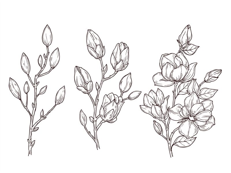 Hand Drawn Line Drawing Magnolia Flower Illustration, Flower Drawing, Flower  Sketch, Line Drawing Magnolia Flower PNG Transparent Clipart Image and PSD  File for Free Download