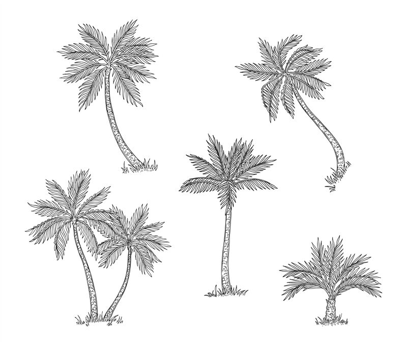 tropical rainforest trees drawing
