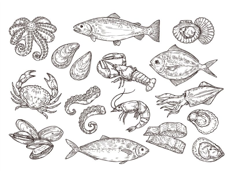 Black And White Fish Sketch, Fish Drawing, Fish Sketch, Fish PNG and Vector  with Transparent Background for Free Download