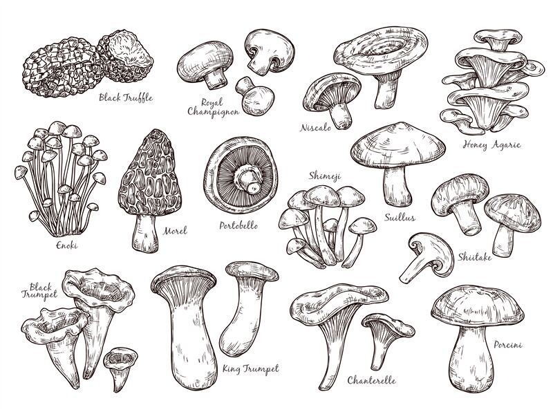 Forest mushrooms sketch. Vintage plants, engraving mushroom. Isolated ...