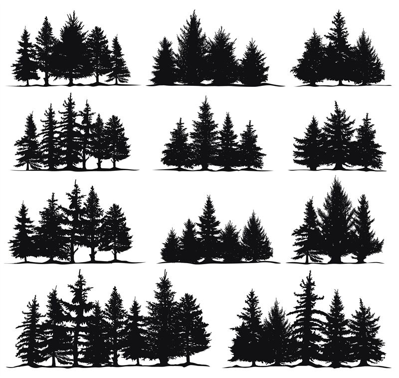 Christmas trees silhouettes. Spruce nature fir trees, coniferous fores
