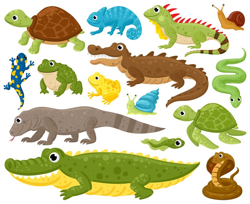 Reptiles And Amphibians Clipart