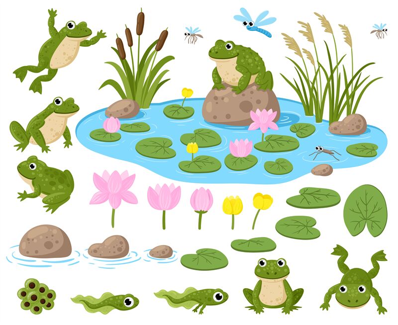 Green cartoon frogs, active water animals, cute amphibian. Funny frogs,  sleeping and jumping froglets flat vector illustrations set. Cute froggy  collection Stock Vector | Adobe Stock