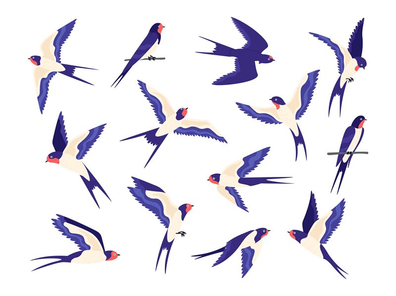 Premium Vector | Set of cute swallow bird with flying pose design  illustration