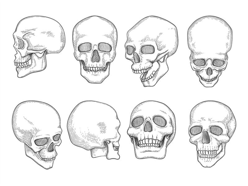 Skulls. Human anatomy bones head skull mouth and eyes vector hand draw ...