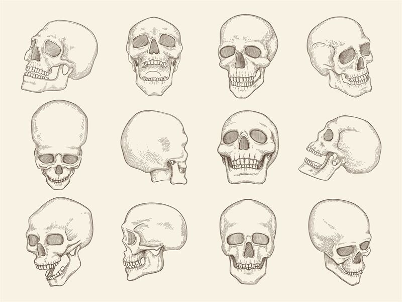 Human skull. Anatomy pictures of head bones with eyes and mouth vector ...