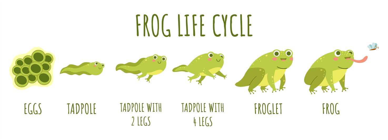 toad life cycle