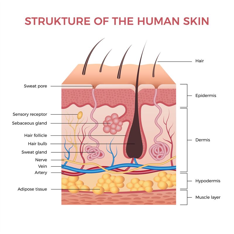epidermal layers diagram