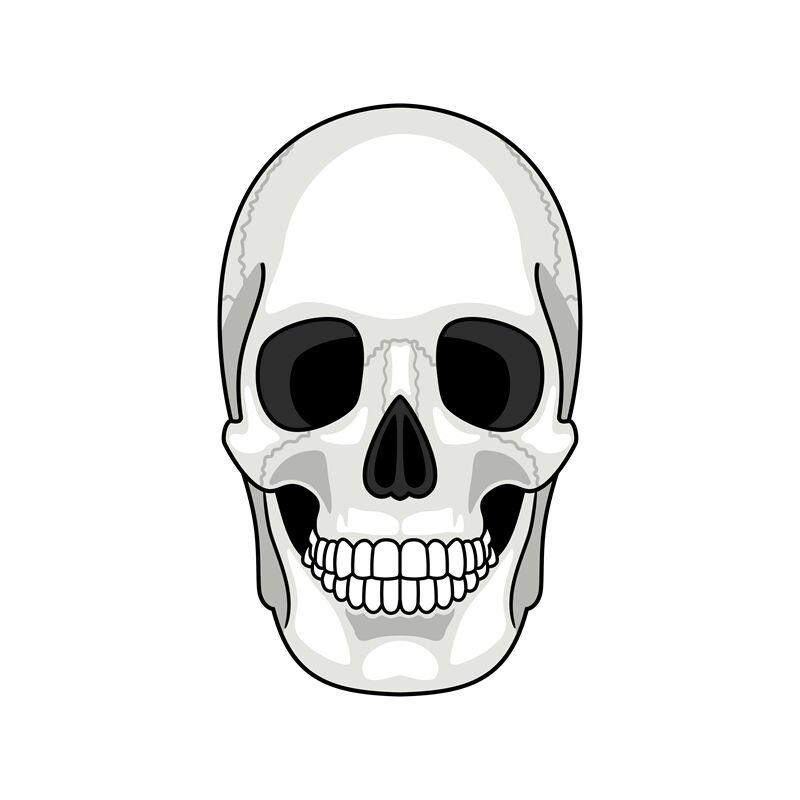 Skull bone face. Gray cartoon smiling cute human skeleton head isolate By  SmartStartStocker | TheHungryJPEG