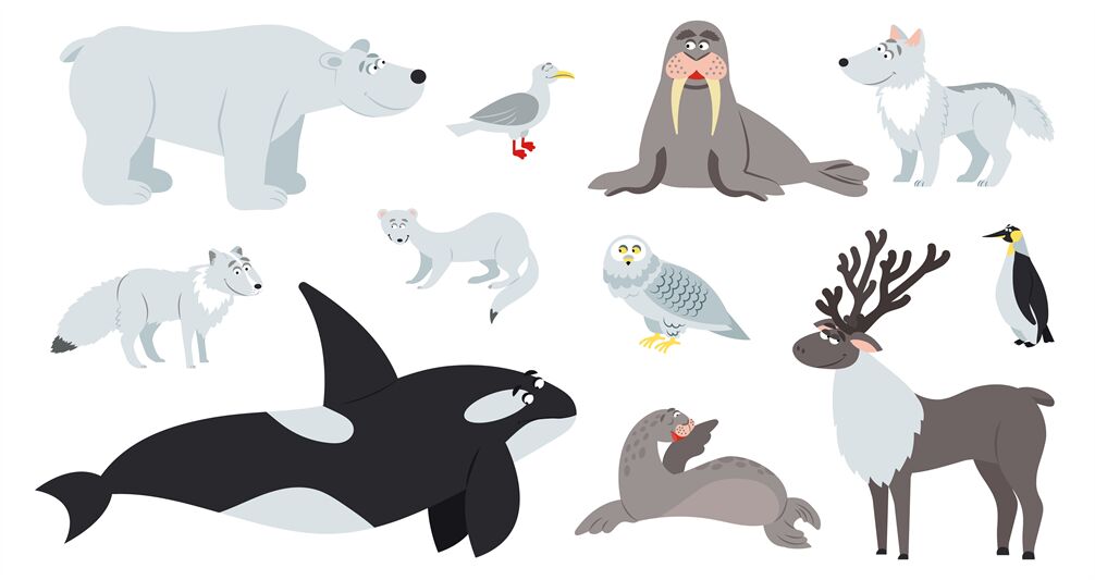Arctic animals. Polar animal, cartoon cute bear walrus penguin. Flat f By  Microvector | TheHungryJPEG