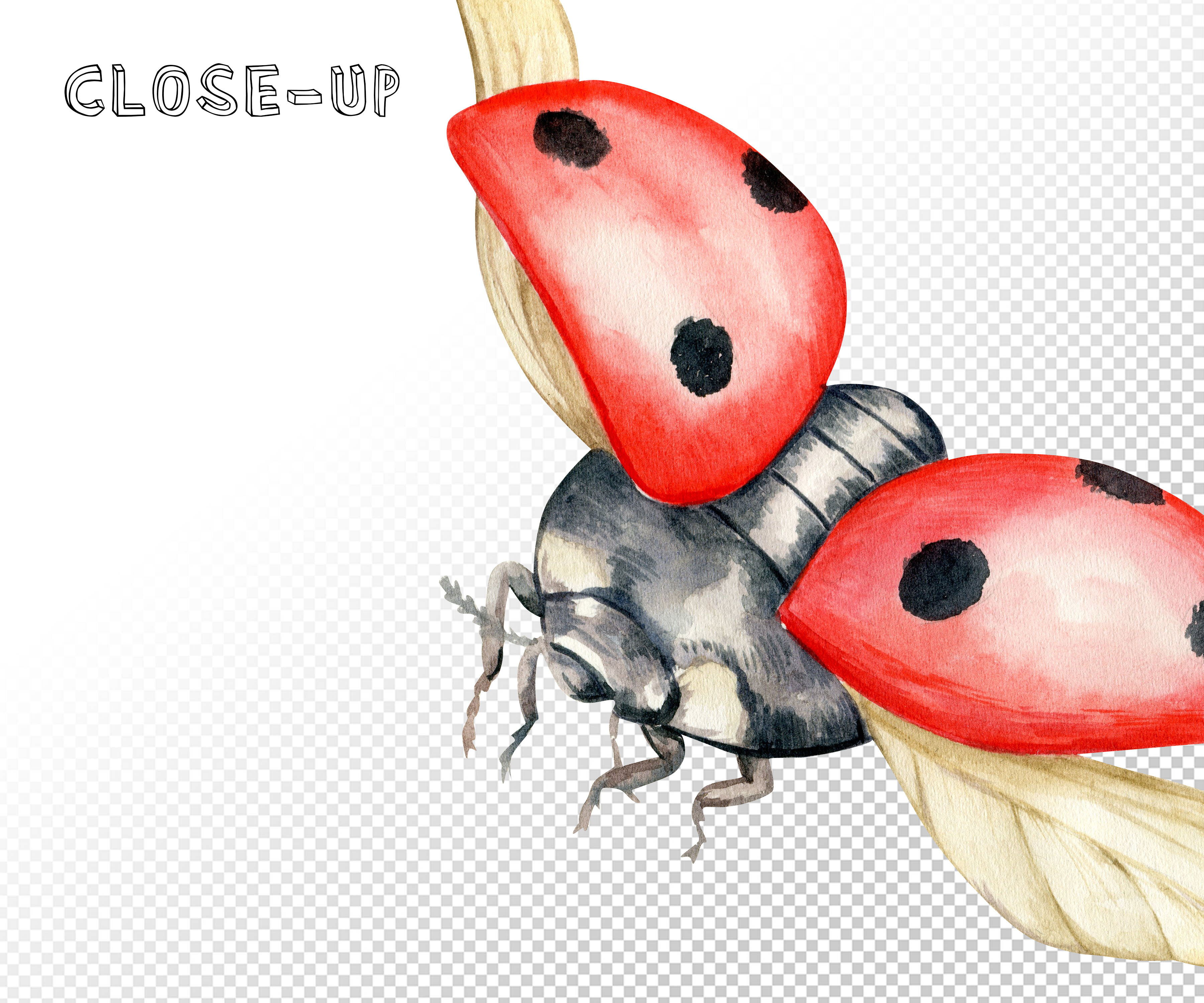 Watercolor Clipart Insect Ladybug Png Graphic by