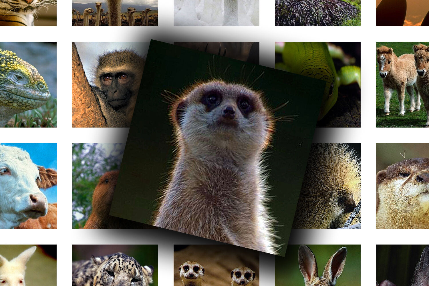 Digital Collage Sheet - Wild Animals By KseniyaOmega | TheHungryJPEG