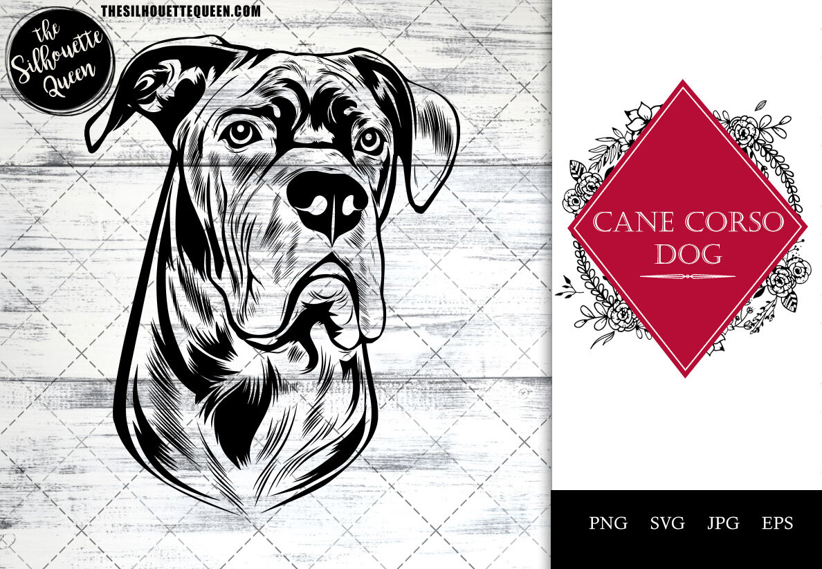 The Cane Corso  Modern Dog magazine