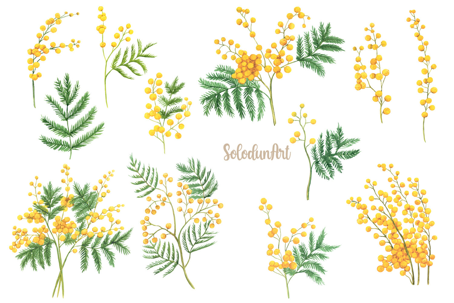 Watercolor Mimosa clipart By SolodunArt | TheHungryJPEG.com