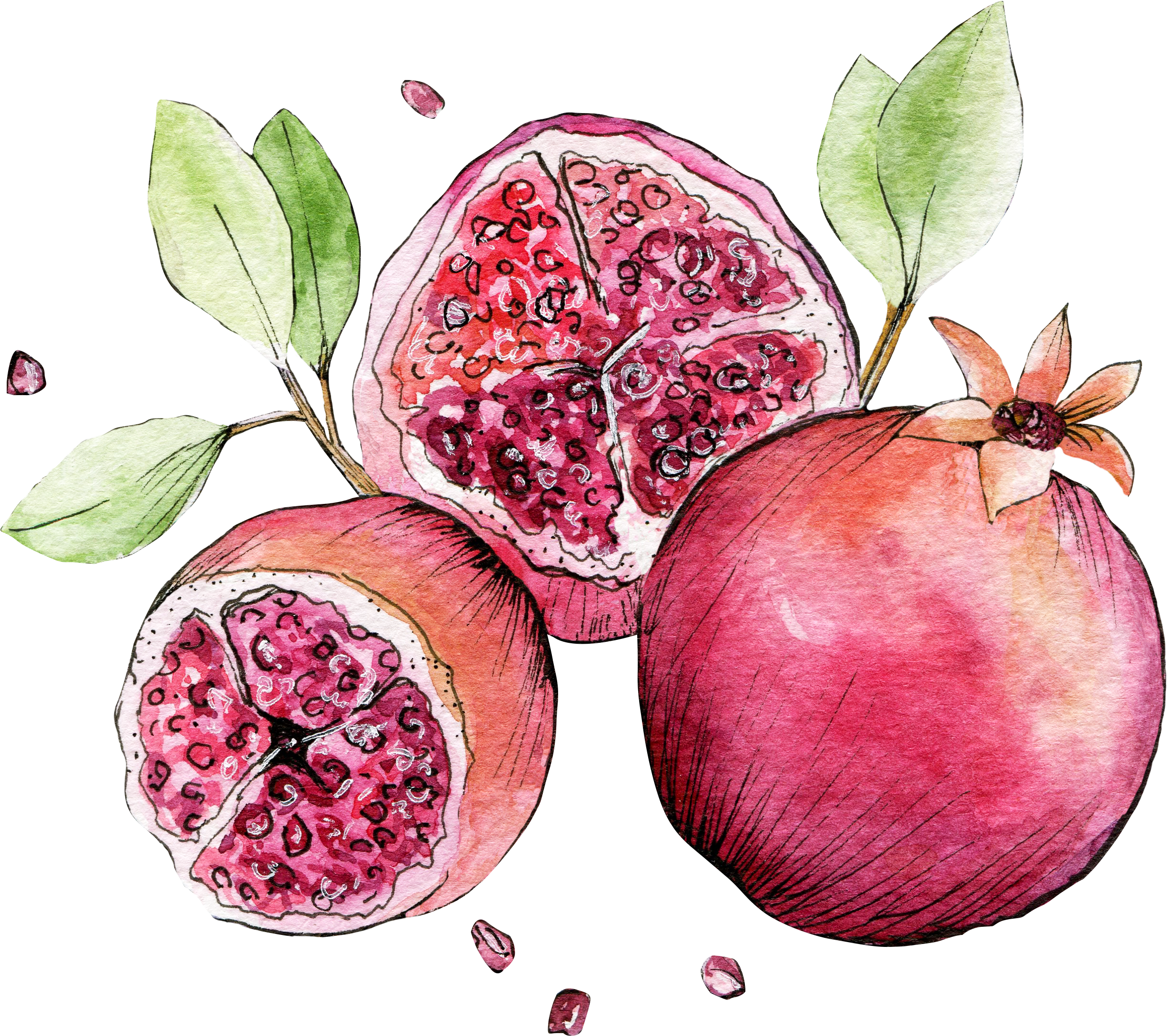 Illustration of a sketch of a cut pomegranate. Exotic delicious fruit with  vitamins. Freehand drawing black and white Stock Photo - Alamy
