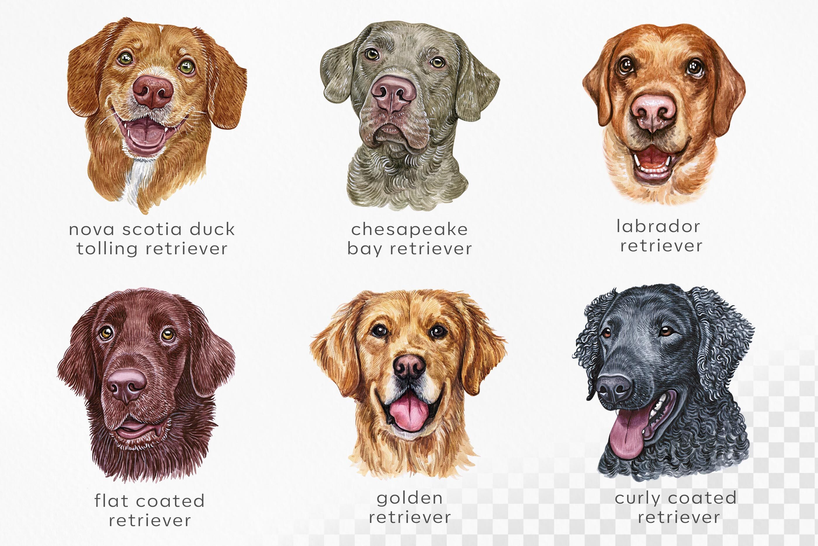 Retriever dog. Watercolor cute set 6 dogs breeds By Susik Shop