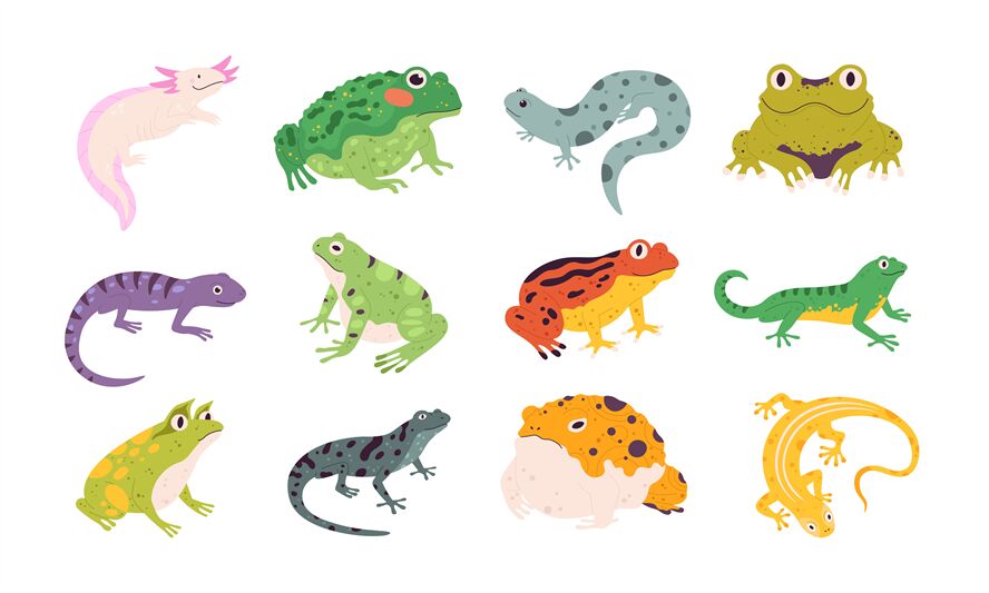 colorful amphibians