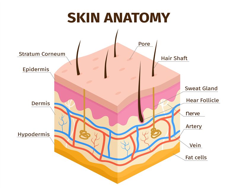Human skin layers anatomy, dermis, epidermis and hypodermis tissue. Sk By  Tartila | TheHungryJPEG