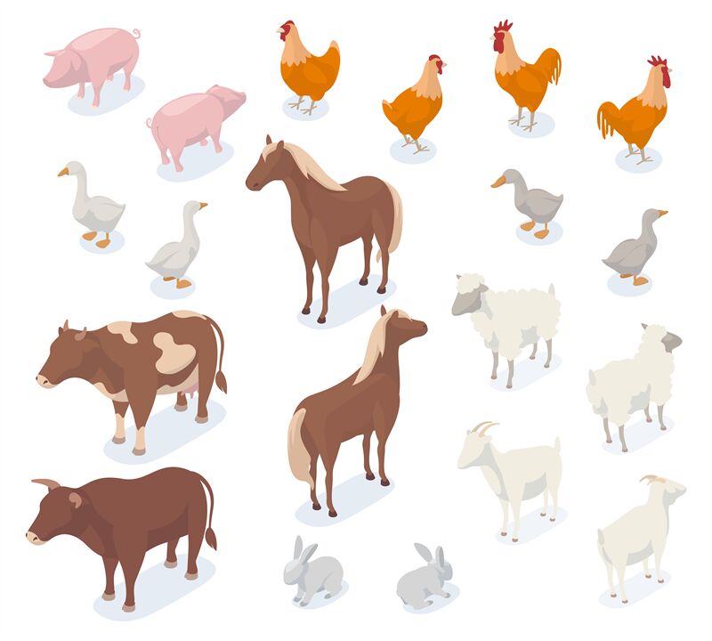 https://media1.thehungryjpeg.com/thumbs2/ori_4106721_zb8bandc1sb2kcc3w1fht54wemock0pl15twpgh8_isometric-farm-animals-3d-pig-cow-chicken-goat-and-horse-agricult.jpg