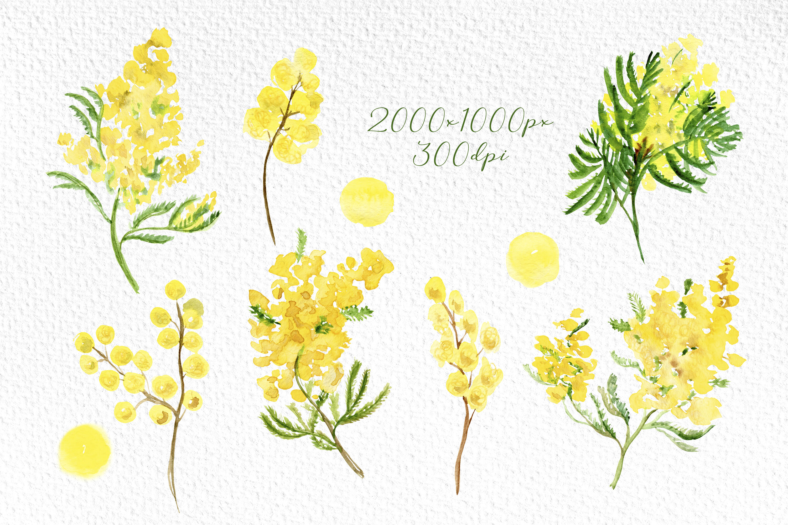 Mimosa floral watercolor clipart, spring flower sublimation By Shuneika ...