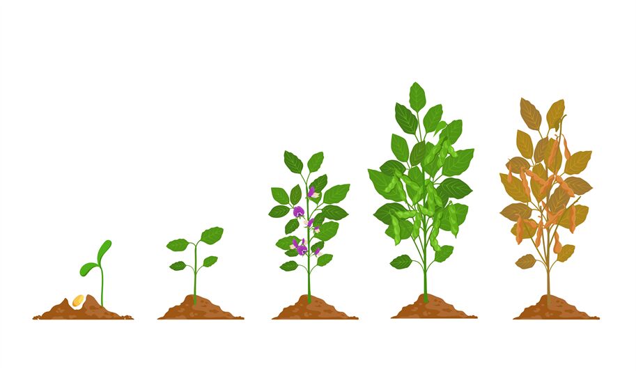 soybean plant growth stages