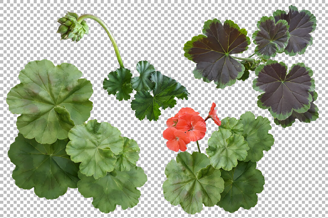 geraniums clipart school