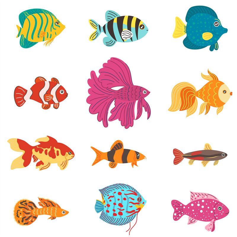 Aquarium fish. Different breeds color decorative fishes, home
