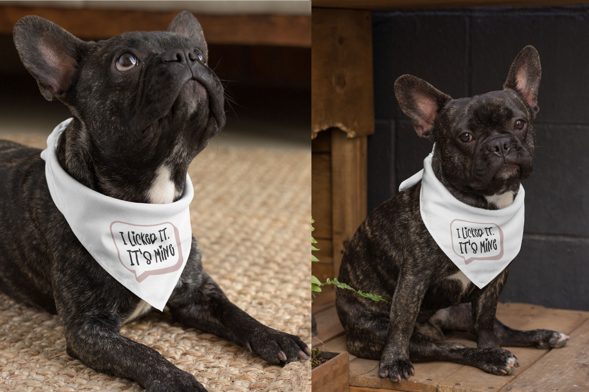 Cute Reason Dog Bandana Quote SVG Pet Design Cricut For DIY By Orange Brush  Studio