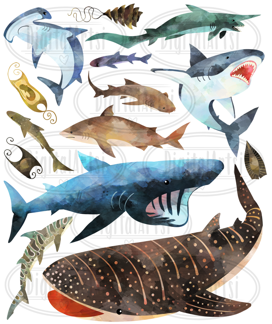 Watercolor Sharks Clipart By Digitalartsi | TheHungryJPEG