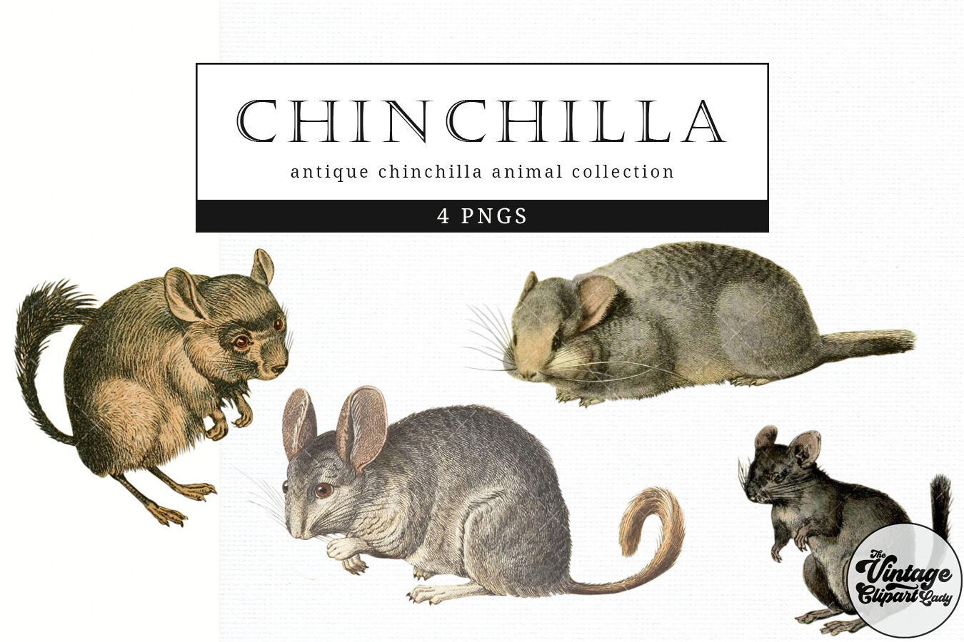 chinchilla clipart