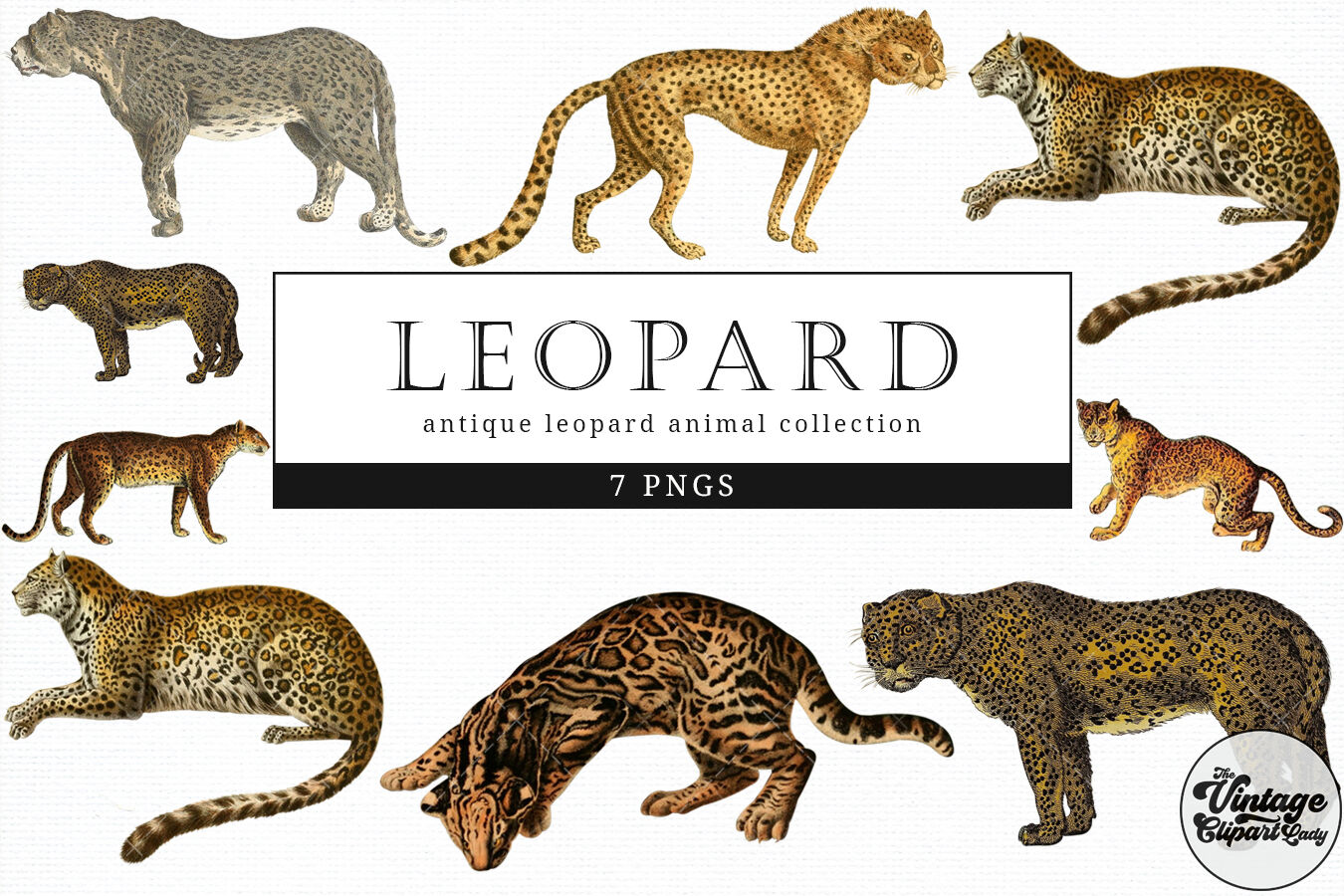 Leopard Vintage Animal illustration Clip Art, Clipart, Fussy Cut By The ...