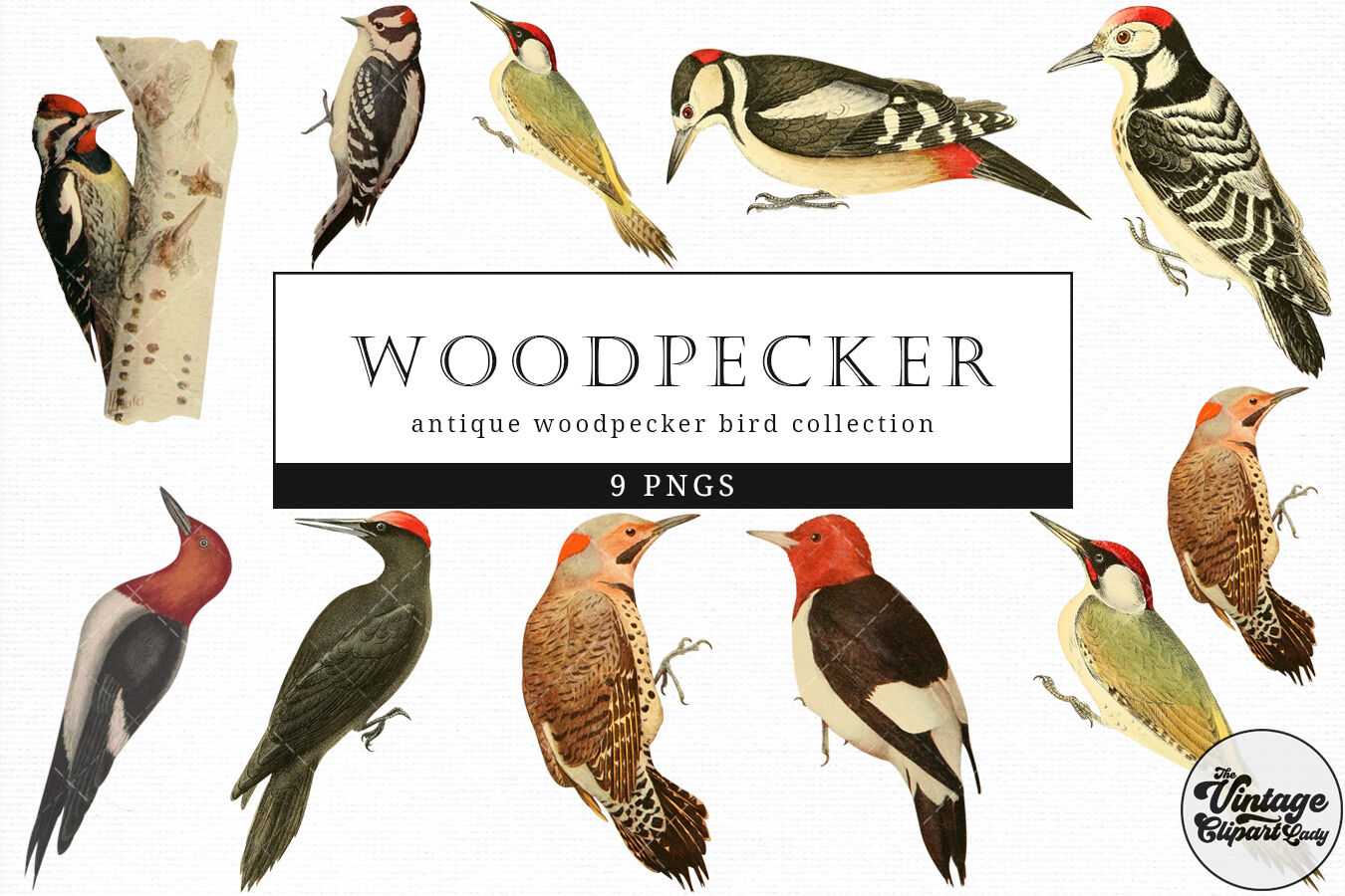 Woodpecker Vintage Animal illustration Clip Art, Clipart, Fussy Cut By ...