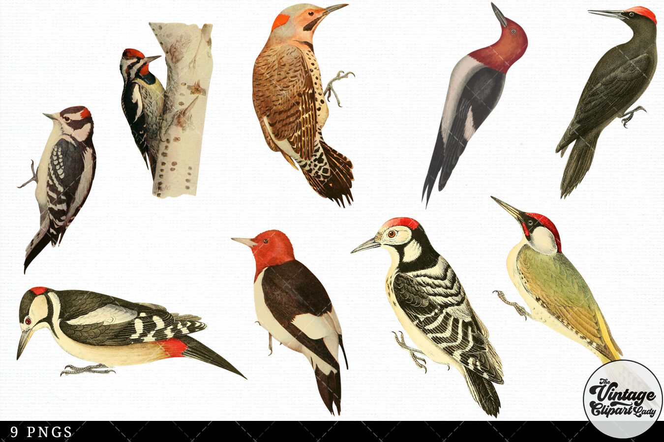 Woodpecker Vintage Animal illustration Clip Art, Clipart, Fussy Cut By ...