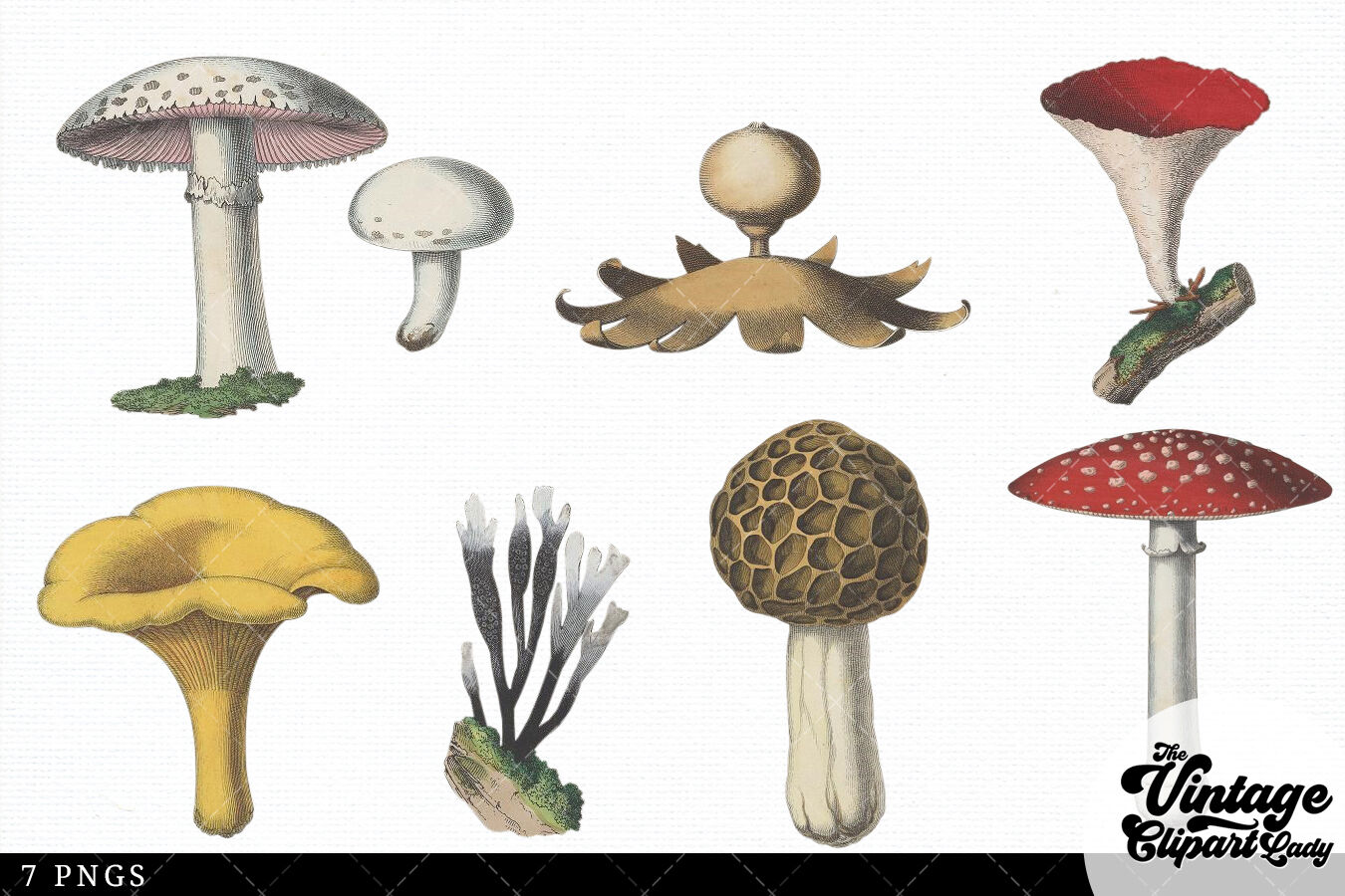 Mushrooms Vintage Vegetable Botanical Clip Art By The Vintage Clipart ...
