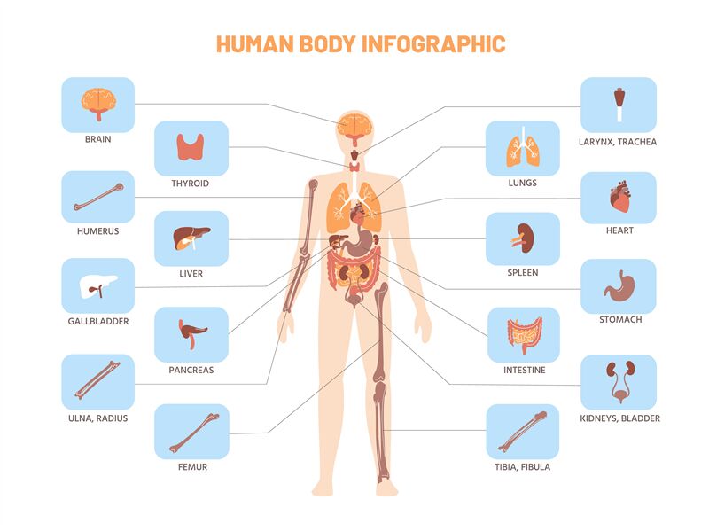internal body parts diagram