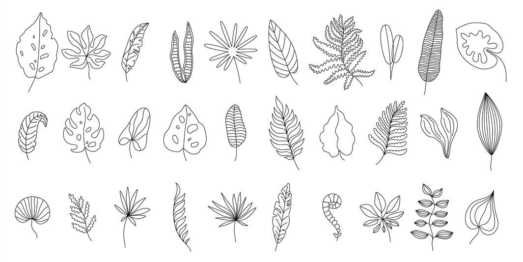 Tropical palm leaves,branches set.Outline,Green | Leaves sketch, Outline  drawings, Leaf drawing