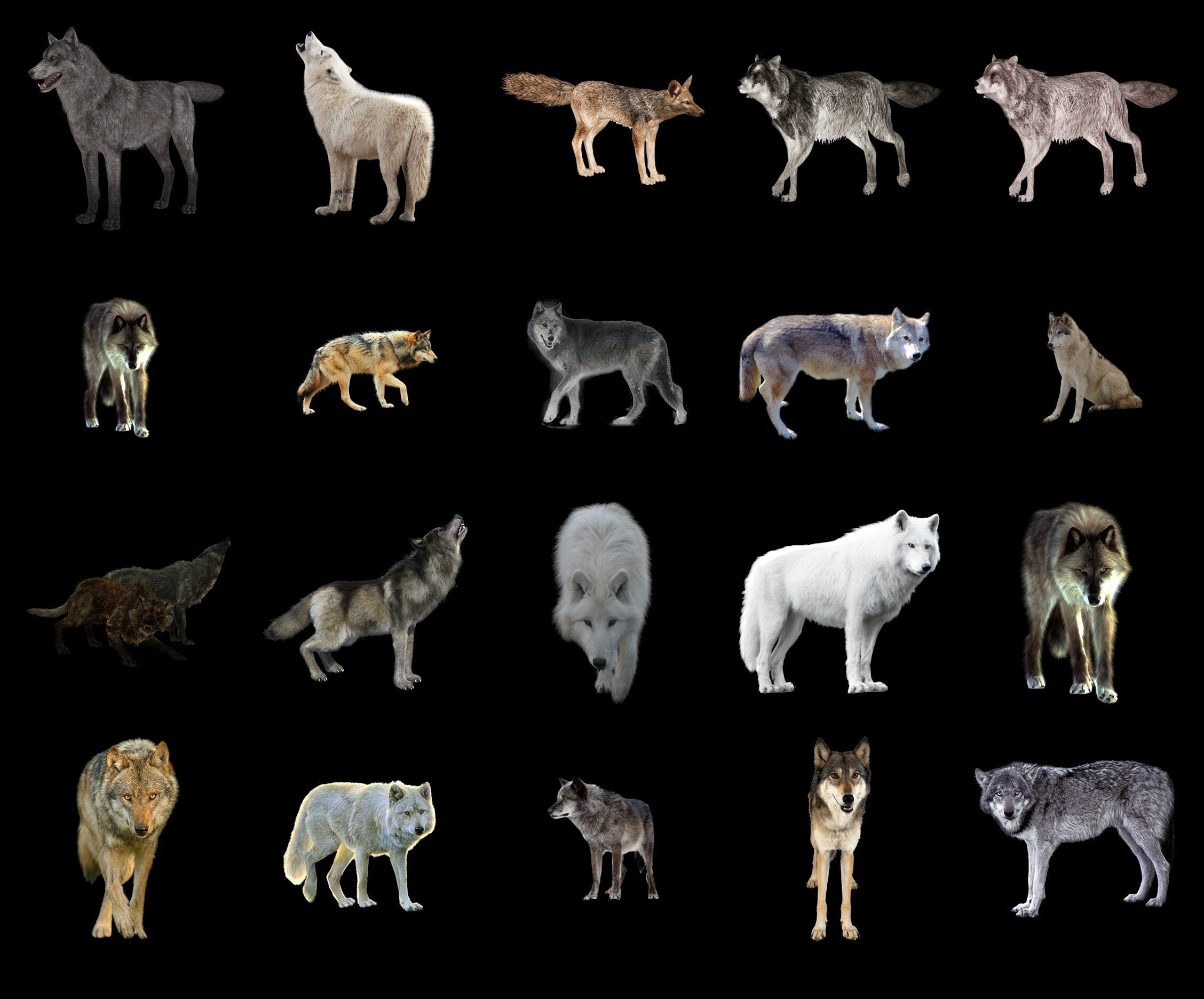 Wolf clipart. Free download transparent .PNG