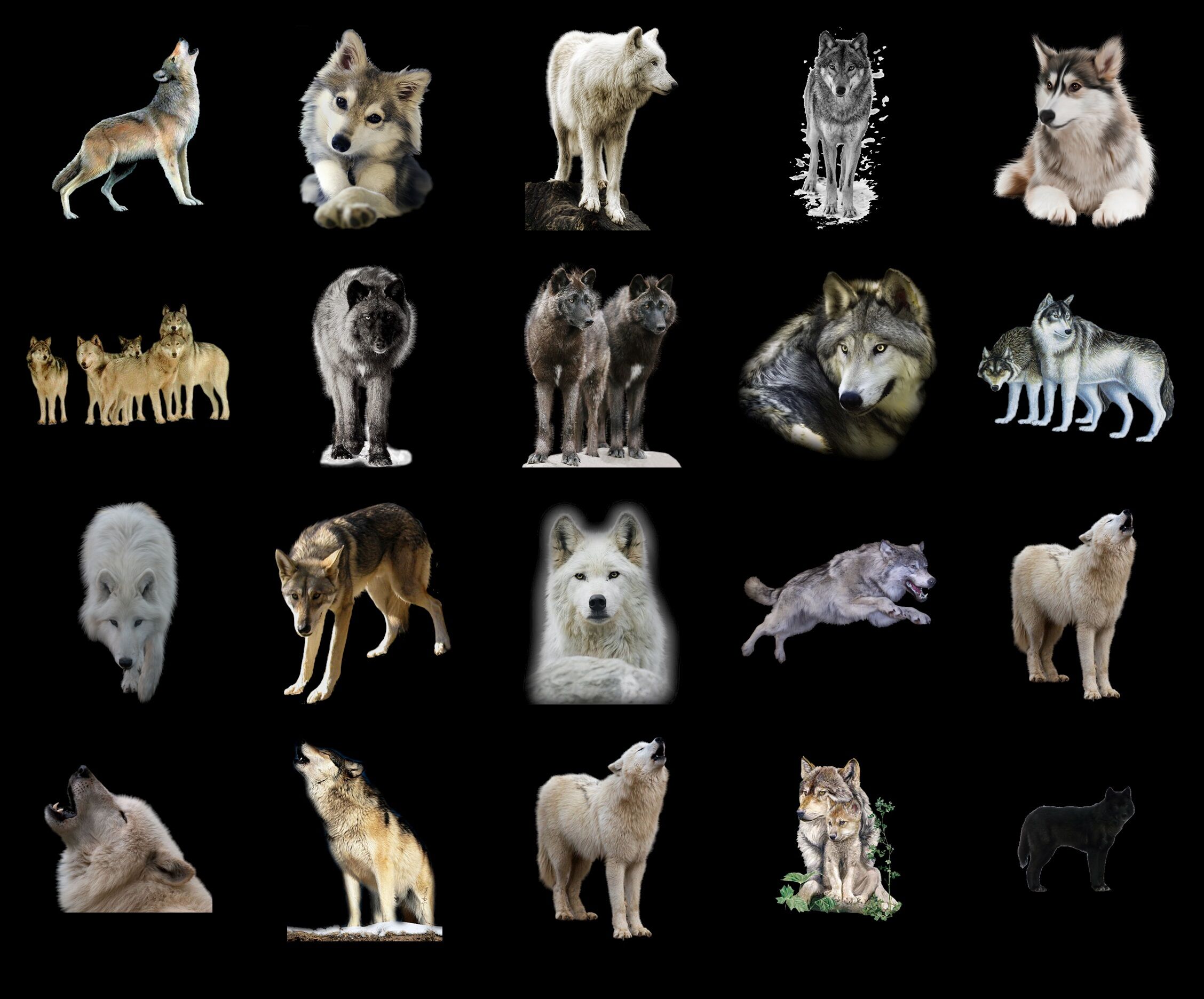 Wolf clipart. Free download transparent .PNG