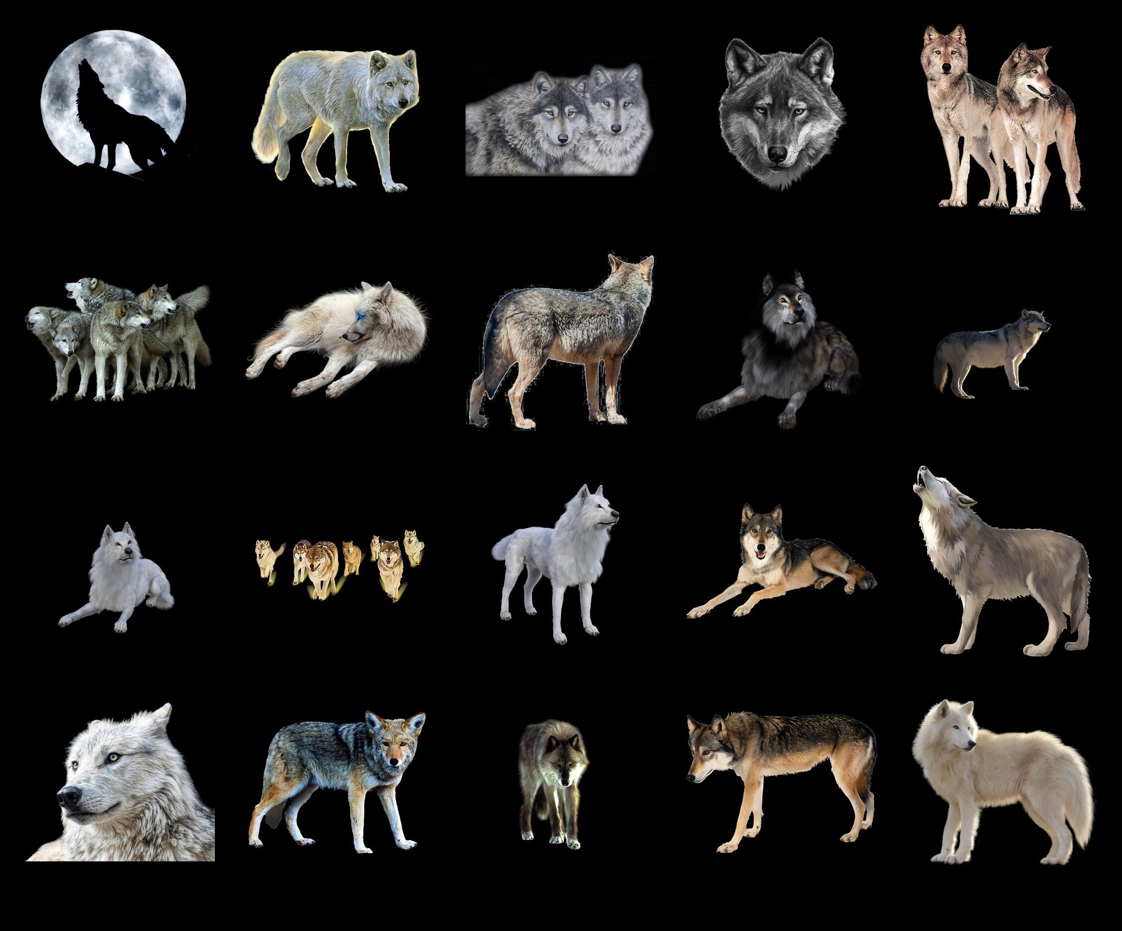 Wolf clipart. Free download transparent .PNG