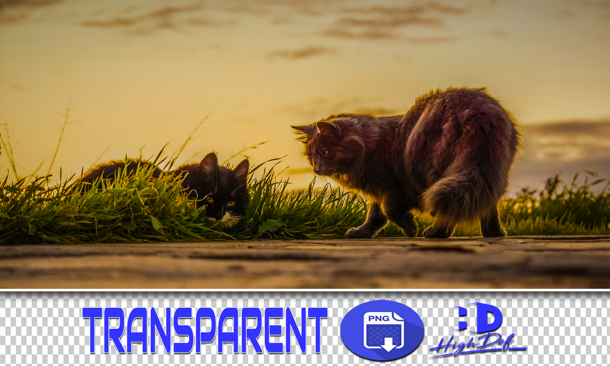 300 CATS TRANSPARENT PNG ANIMALS PHOTOSHOP OVERLAYS BACKGROUNDS By Digital  Media Design | TheHungryJPEG