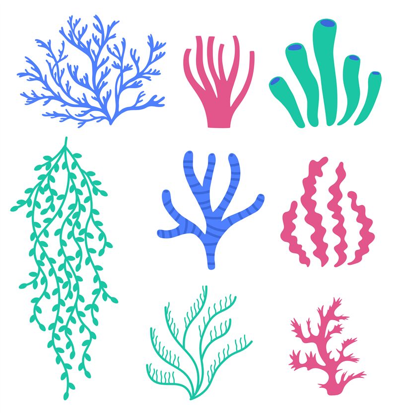 Sea corals and seaweeds. Underwater colorful plants. Undersea floral w ...
