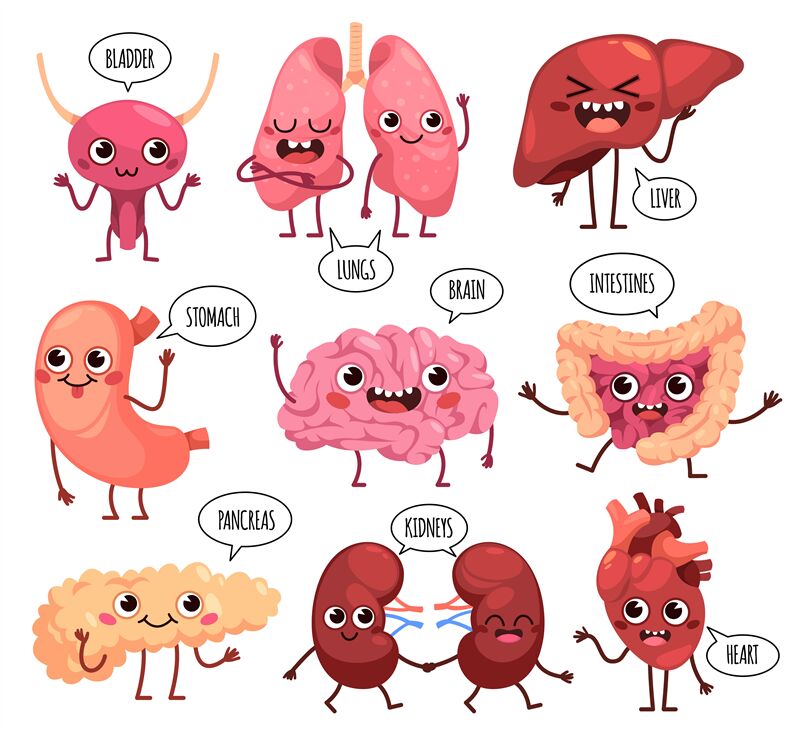 Cartoon cute organs characters. Happy healthy human organs, funny kidn By  YummyBuum | TheHungryJPEG