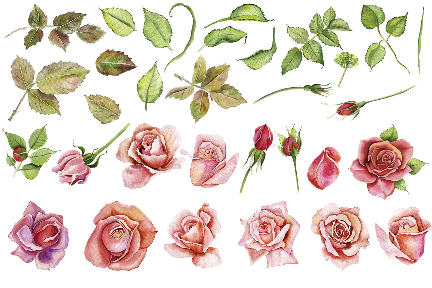 MEGA BUNDLE, Sublimation PNG, Watercolor roses Flowers By Elenazlata ...
