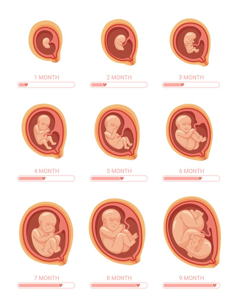 fetal development month 8