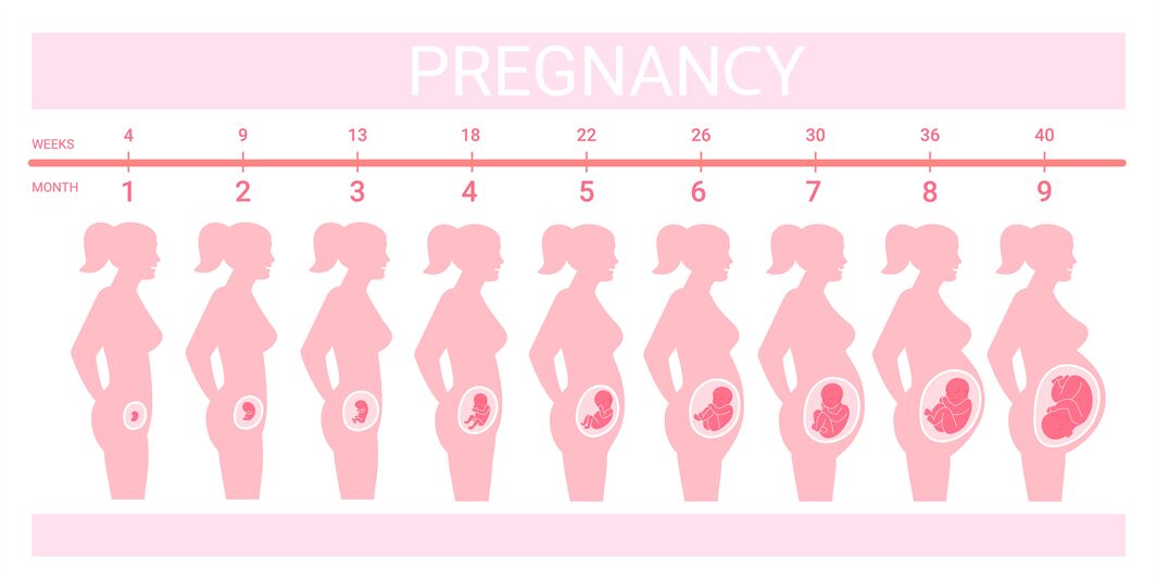 fetal development chart month by month