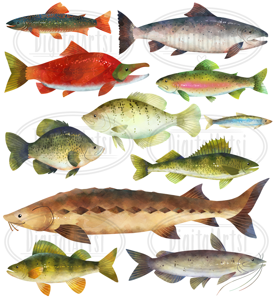 Watercolor North American Freshwater Fish Clipart By Digitalartsi