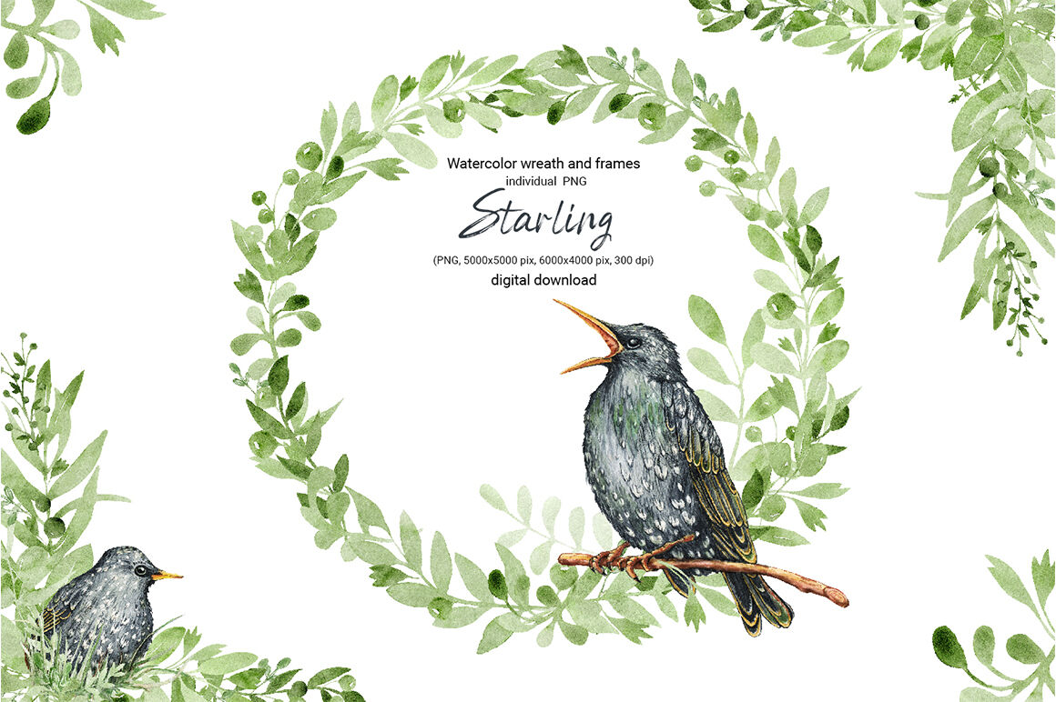 starling rounded rectangle clipart