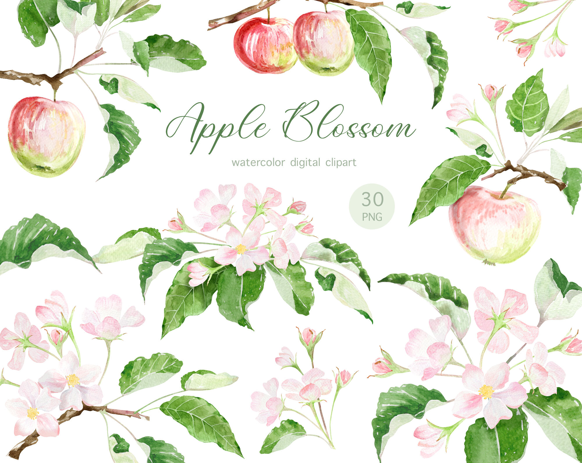 apple blossom flower clip art
