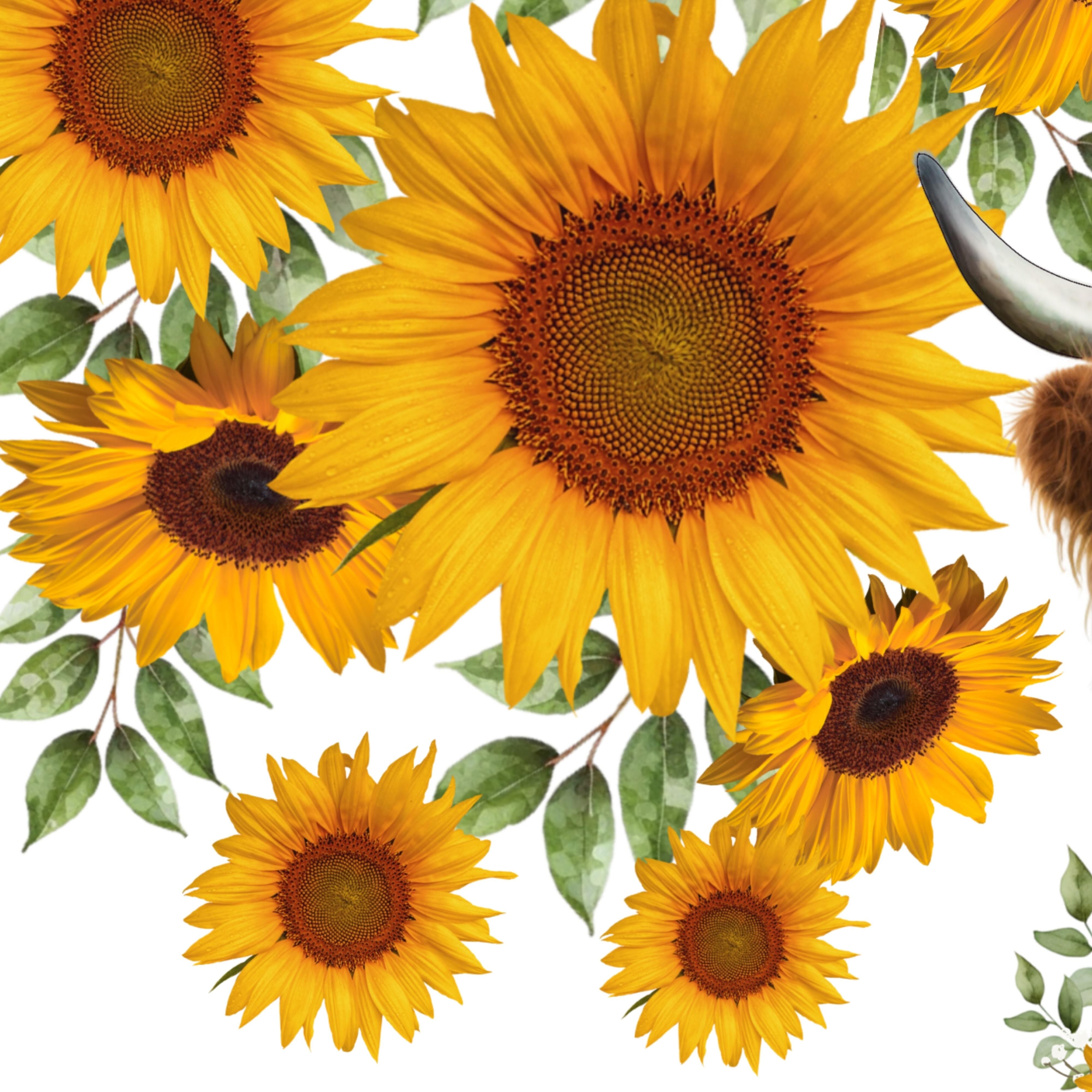 Highland Cow Sunflowers 40 oz Sublimation Tumbler – Katrina Marie Creations